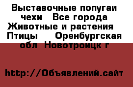 Выставочные попугаи чехи - Все города Животные и растения » Птицы   . Оренбургская обл.,Новотроицк г.